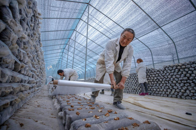 香菇 菌棒 生产 产业链 对口帮扶 增收 村集体