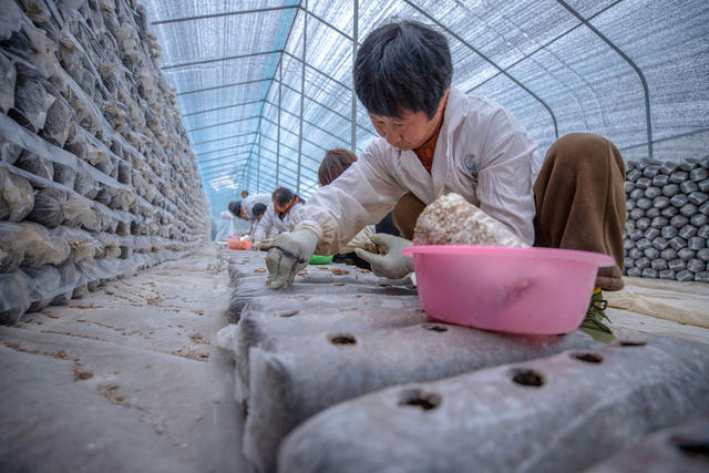 香菇 菌棒 生产 产业链 对口帮扶 增收 村集体