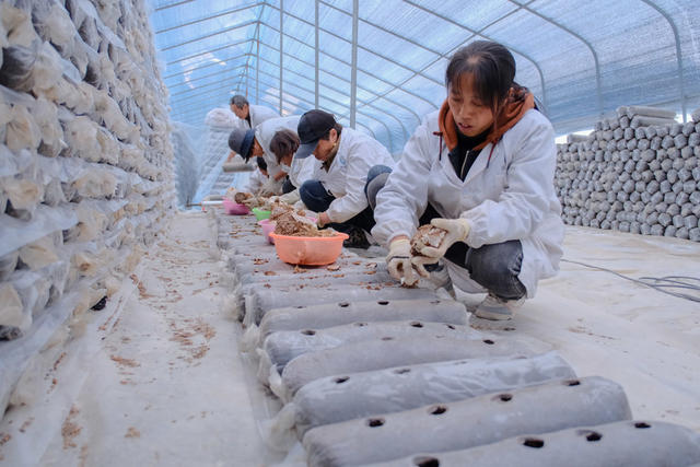 香菇 菌棒 生产 产业链 对口帮扶 增收 村集体