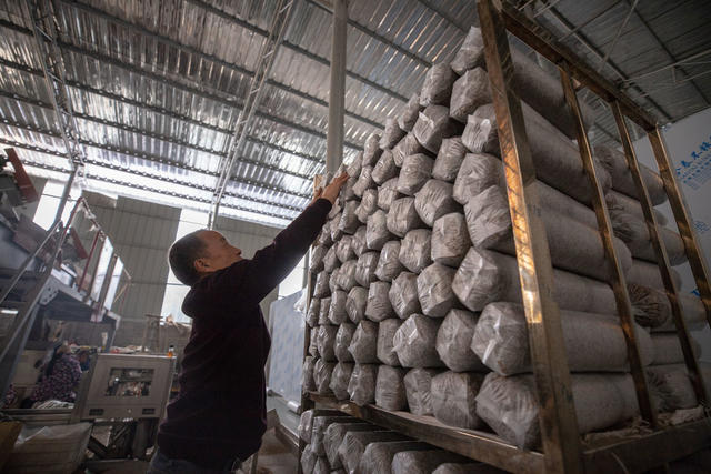 香菇 菌棒 生产 产业链 对口帮扶 增收 村集体