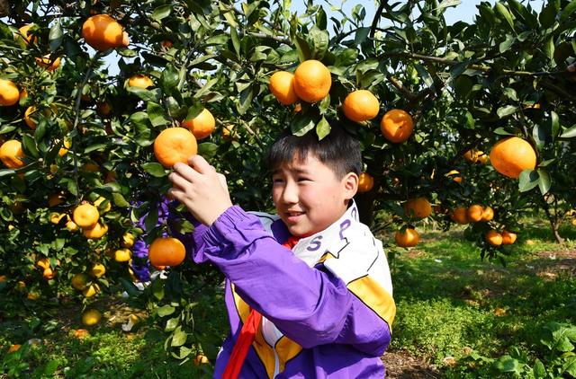  体验 采摘 乐趣