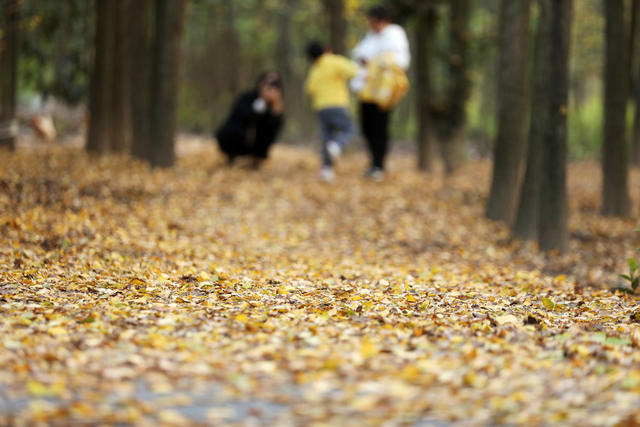 银杏 美如画 初冬时节 游人 赏景游玩