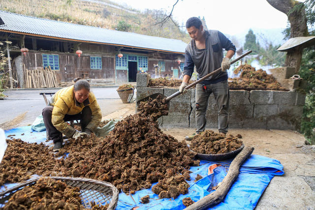 种植 药材 助增收 黄连 高山 地理优势