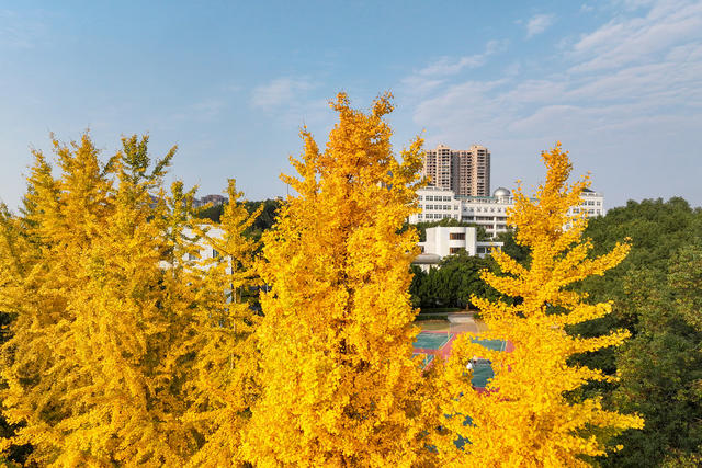 风景
银杏
枫叶
冬景
校园