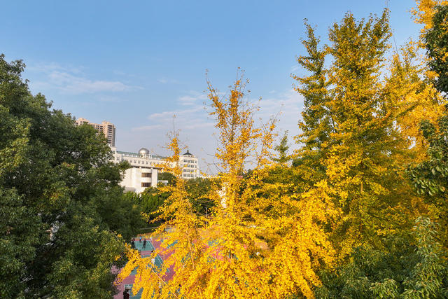 风景
银杏
枫叶
冬景
校园