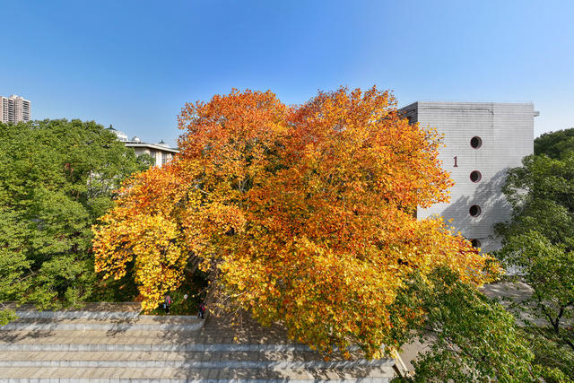 风景
银杏
枫叶
冬景
校园