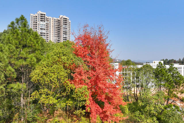 风景
银杏
枫叶
冬景
校园