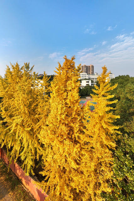 风景
银杏
枫叶
冬景
校园