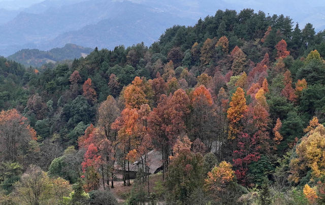 洛塔 古枫树 绝壁