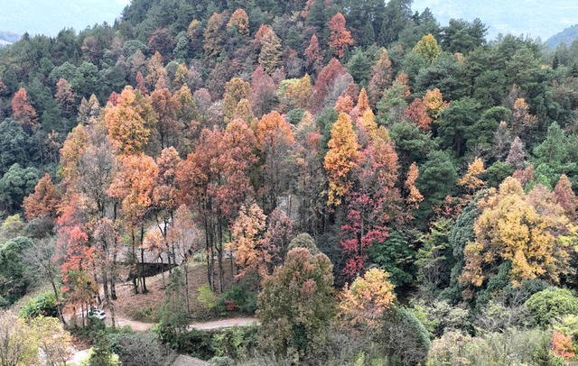洛塔 古枫树 绝壁