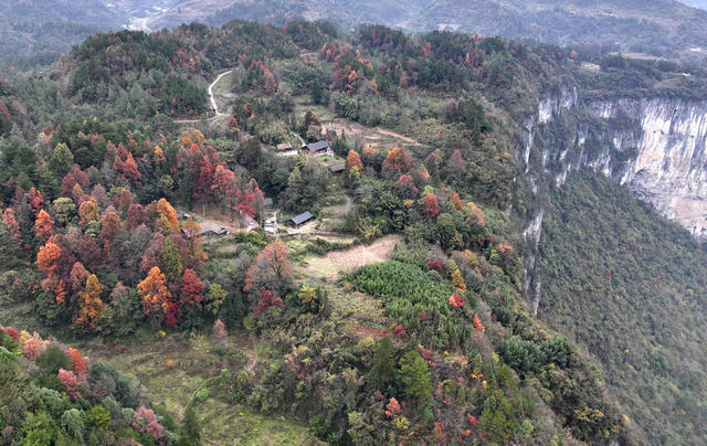 洛塔 古枫树 绝壁