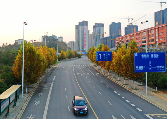 嘉禾：金黄梧桐  扮靓街道
