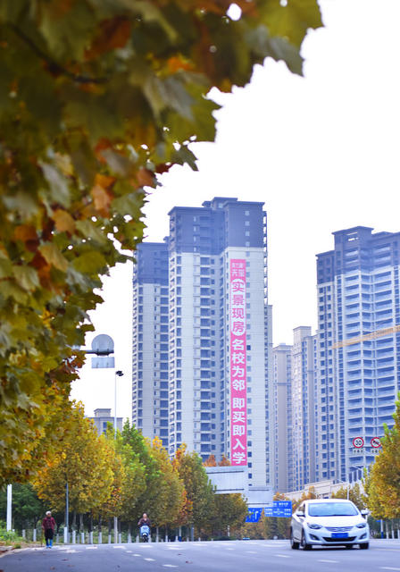 嘉禾：金黄梧桐  扮靓街道