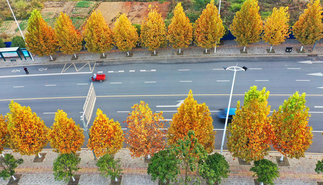 嘉禾：金黄梧桐  扮靓街道