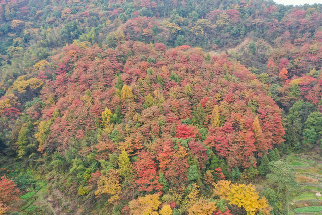 红叶 衡阳