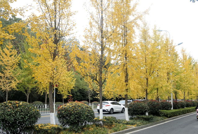 漂亮囗的口团园路囗中段