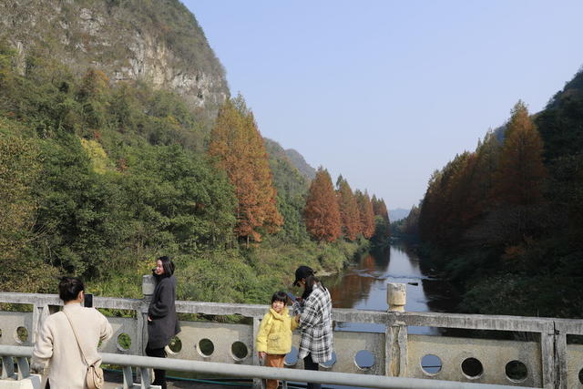 长潭岗 水杉红了  游客 