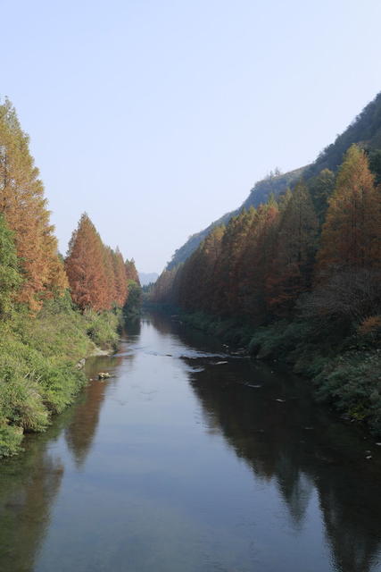 长潭岗 水杉红了  游客 