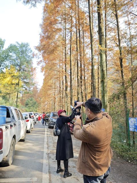 长潭岗 水杉红了  游客 