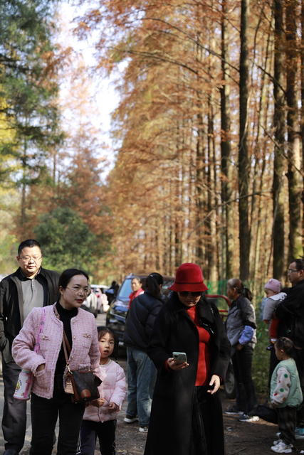 长潭岗 水杉红了  游客 