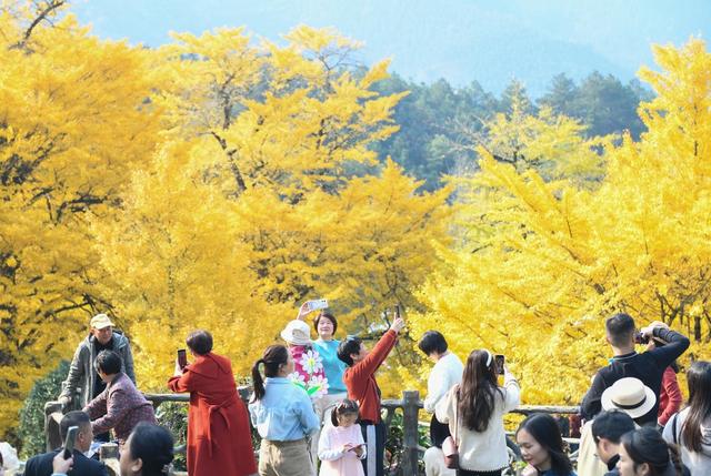 银杏 金黄  景区 游人 双牌