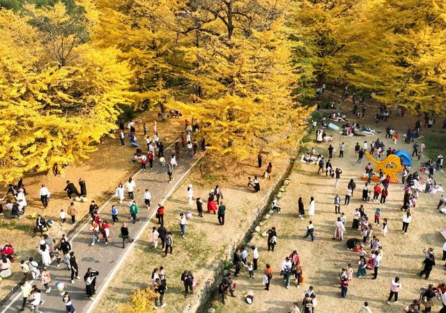 银杏 金黄  景区 游人 双牌