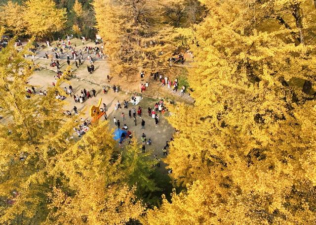 银杏 金黄  景区 游人 双牌