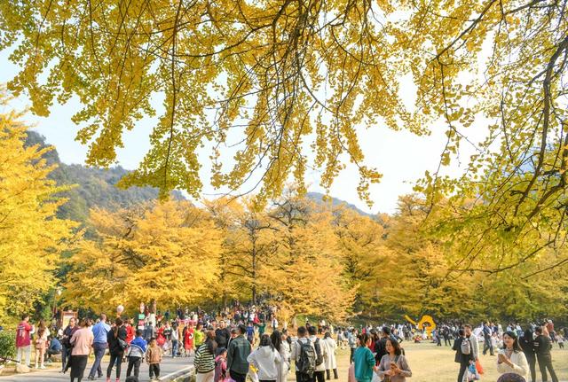 银杏 金黄  景区 游人 双牌