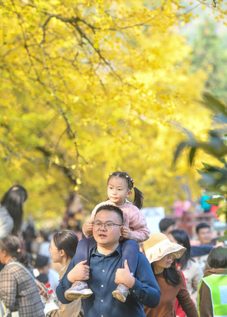 银杏 金黄  景区 游人 双牌
