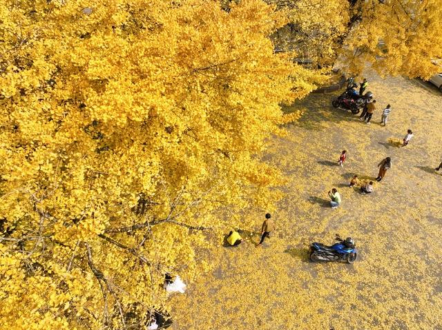 银杏 金黄  景区 游人 双牌