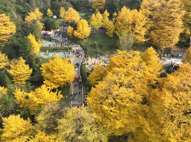 银杏 金黄  景区 游人 双牌