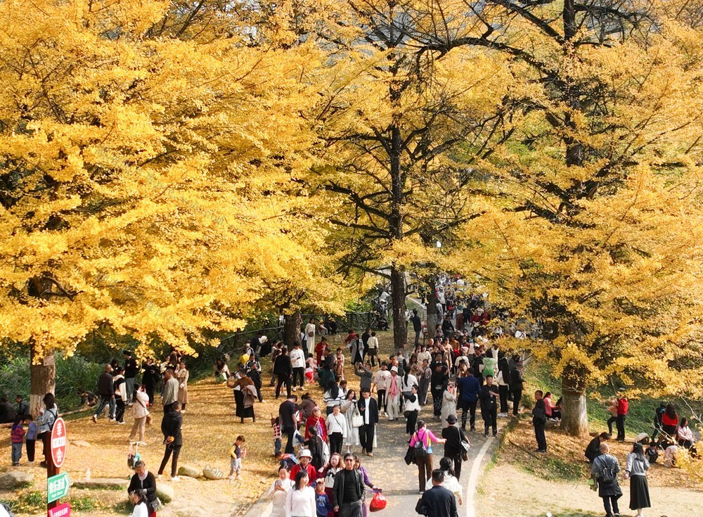 银杏 金黄  景区 游人 双牌