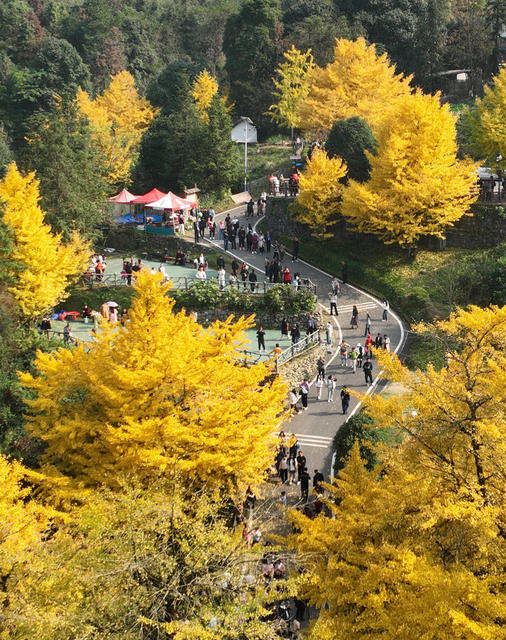 银杏 金黄  景区 游人 双牌