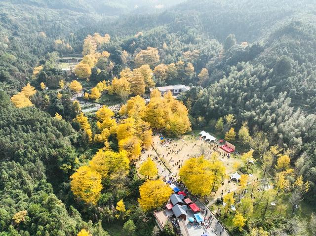 银杏 金黄  景区 游人 双牌