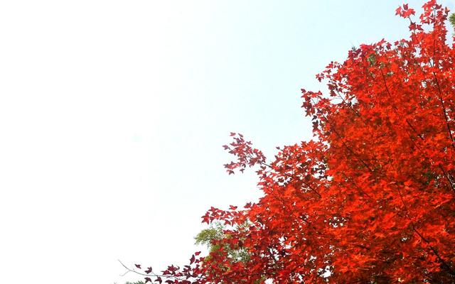 枫树 红了  游客 拍照