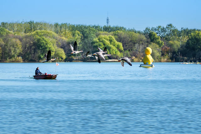 蓝天 大雁 鸟 湖 公园