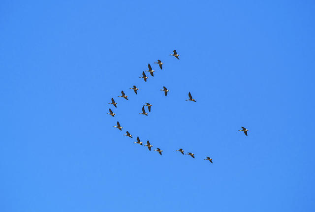 蓝天 大雁 鸟 湖 公园