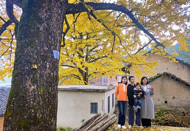 湖南  郴州  桂阳  银杏