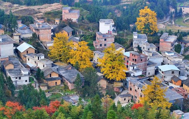 湖南  郴州  桂阳  银杏