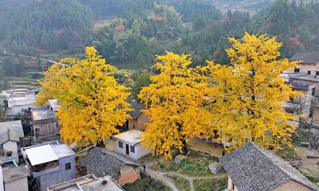 湖南  郴州  桂阳  银杏