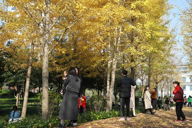 土家族 湘西 游人 吉首 银杏 美景 大道 市民 休闲 冬日