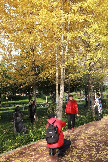 土家族 湘西 游人 吉首 银杏 美景 大道 市民 休闲 冬日