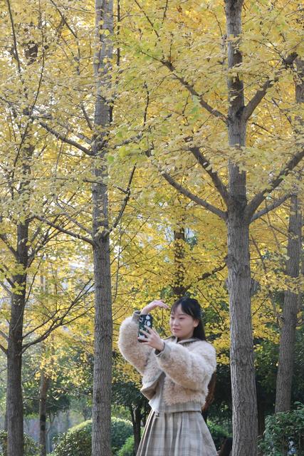 土家族 湘西 游人 吉首 银杏 美景 大道 市民 休闲 冬日