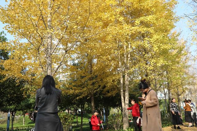 土家族 湘西 游人 吉首 银杏 美景 大道 市民 休闲 冬日