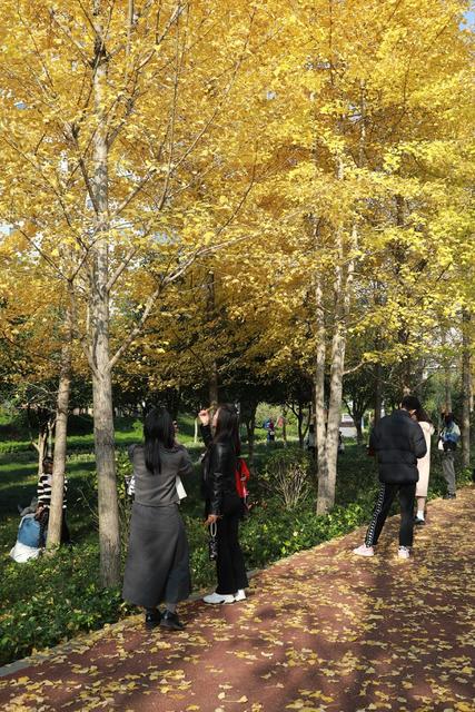 土家族 湘西 游人 吉首 银杏 美景 大道 市民 休闲 冬日
