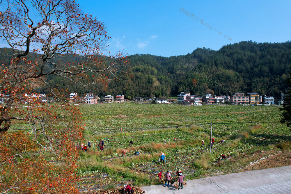 湖南桂东 初冬 双抢 村民 香芋 地瓜