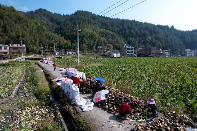 湖南桂东 初冬 双抢 村民 香芋 地瓜
