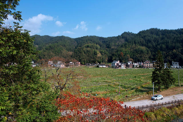 湖南桂东 初冬 双抢 村民 香芋 地瓜