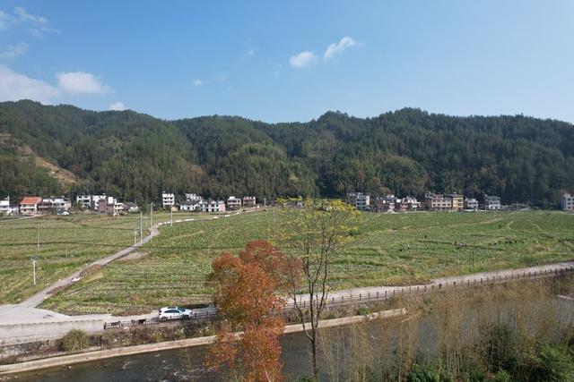 湖南桂东 初冬 双抢 村民 香芋 地瓜