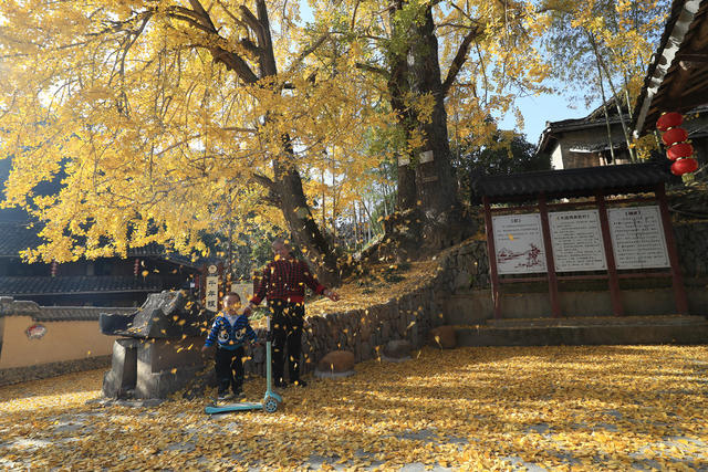 古银杏 侗寨 保护 美丽 风景画  吸引 游客